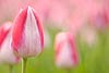 Pink and White Tulips (005) 