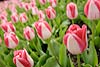Tulipanes Rosados (024) 