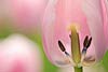Pink Tulip Exposed (040) 