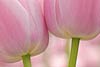 Pink Tulips (046) 