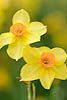 Daffodils (072) 