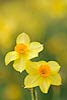 Daffodils (075) 