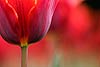 Dark Red Tulip (089) 