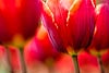 Tulipn Rojo (118) 
