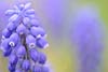 Grape Hyacinth (147) 
