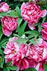 Pink and White Peony (034) 