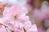 Pink Cherry Blossom (18) 