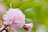 Pink  Cherry Blossom (5) 