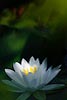 Water Water Lily (260) 