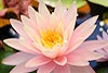 Pink Water Lily (325) 