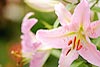 Pink Oriental Lily (6) 