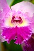 Pink and Red Cattleya Orchid (149) 