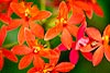 Lady bug on Orange Orchid (275) 