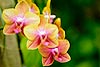 Colorful Moth Orchids (283) 