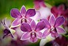 Orquídeas (307) 