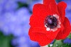 Red Anemone Poppy (523) 