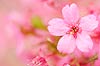 Pink Cherry Blossom (339) 