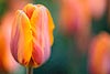 Orange Tulip (185) 