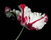 Red and White Parrot Tulip (4) 