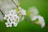 White Spring Blossoms (023) 