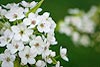 Flores Blancas (036) 