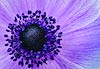 Purple Anemome Poppy (061) 