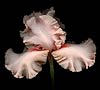 Pink Iris (1) 