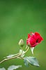 Red Rose Bud (046) 