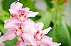 Pink Cymbidium Orchid 079 