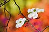 Dogwood Blossom against Colorful Azaleas (232) 