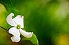 White Dogwood Blossom (291) 