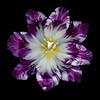 Purple and White Tulip (3004) 