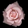 Romantic Rose (1002) 