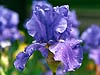 Iris Azul 11-09 
