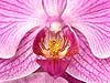 Phalaenopsis Orchid (23) 