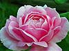Pink Rose 1 
