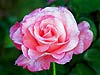 Pink Rose 2 