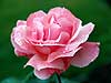 Pink Rose 07 