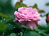 Pink Rose 11-14 
