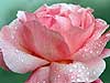 Pink Rose 22 