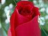 Red Rose 2 