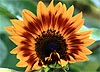Opening Sunflower 