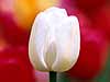 White Tulip 2-18 