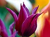 Puple Lily Tulip 2-23 