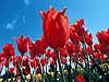 Red Tulips 3-07 