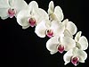 White Orchids 