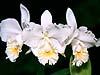 White Orchids 12-16 