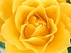 Yellow Rose 17 