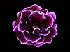 Purple Gloxinia 