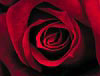 Red Rose 
